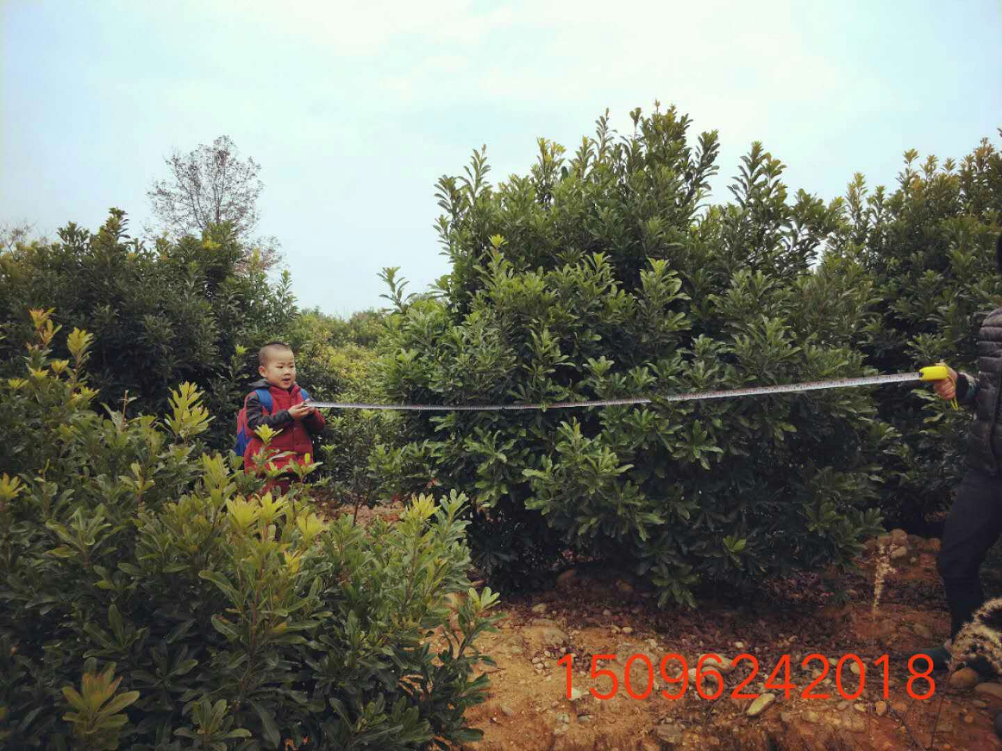 兩米冠幅楊梅樹(shù)