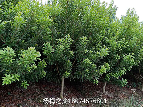 3~6公分楊梅樹、苗