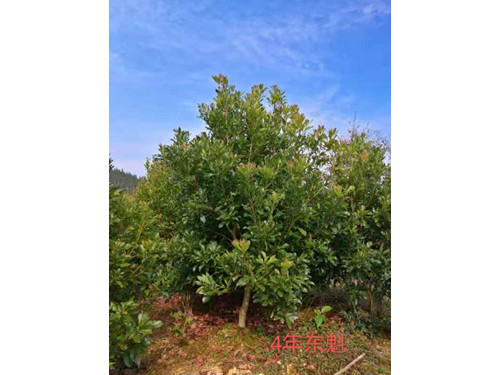 楊梅大樹(shù)20公分