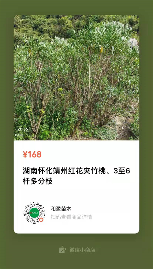 多枝6公分夾竹桃，高4米