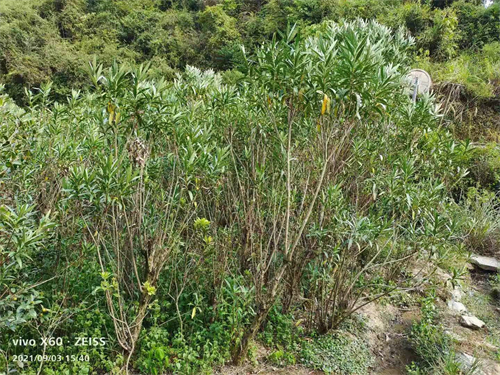 多枝6公分夾竹桃，高4米