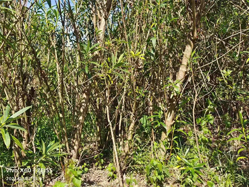 多枝6公分夾竹桃，高4米