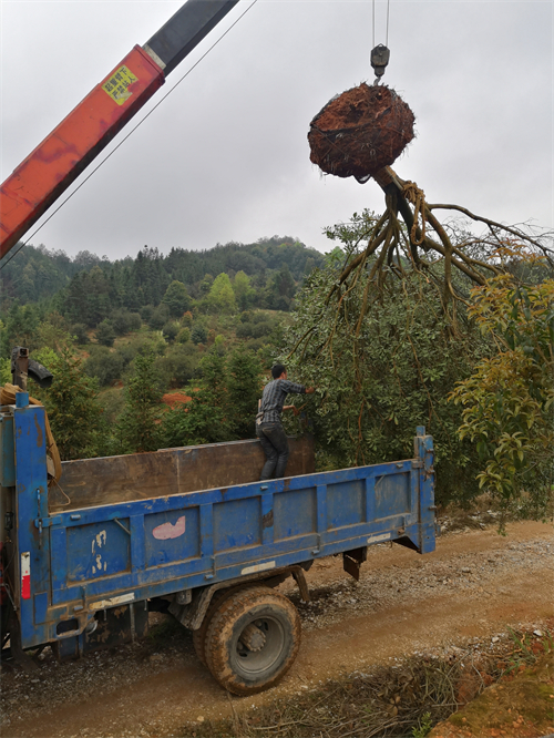 4米冠幅斷根楊梅基地，裝車(chē)場(chǎng)景