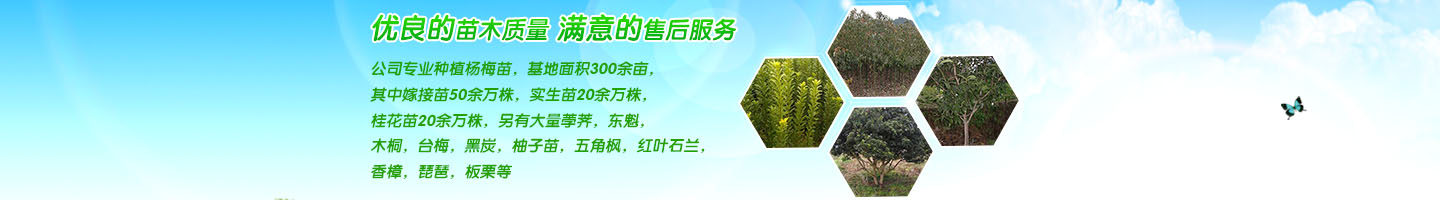 靖州和盈苗木有限公司  3456789公分楊梅樹、嫁接楊梅苗；板栗樹、柚子樹、枇杷樹、金秋梨樹苗、黑老虎、臍橙、柑橘樹苗、桃樹、五角楓、紅楓、大櫻桃樹