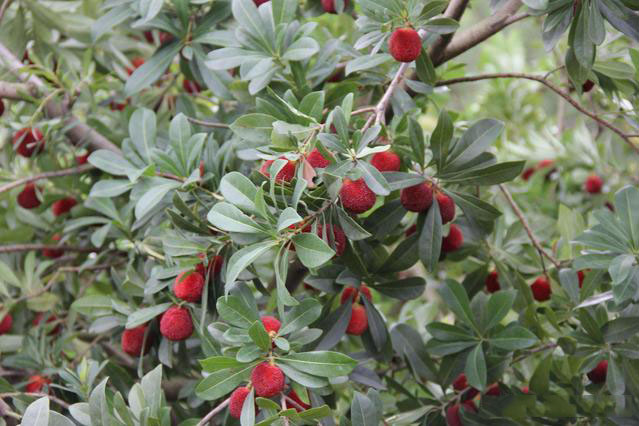 靖州和盈苗木有限公司-靖州縣斷根及移栽楊梅樹苗、桂花樹、柚子樹（黃金貢柚、紅心柚、沙田柚）、黃桃樹、大五星枇杷樹、美國(guó)紅楓、紅葉石楠