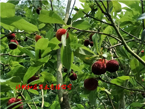 靖州和盈苗木有限公司-靖州縣斷根及移栽楊梅樹苗、桂花樹、柚子樹（黃金貢柚、紅心柚、沙田柚）、黃桃樹、大五星枇杷樹、美國紅楓、紅葉石楠