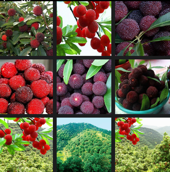 靖州和盈苗木有限公司-靖州縣斷根及移栽楊梅樹(shù)苗、桂花樹(shù)、柚子樹(shù)（黃金貢柚、紅心柚、沙田柚）、黃桃樹(shù)、大五星枇杷樹(shù)、美國(guó)紅楓、紅葉石楠