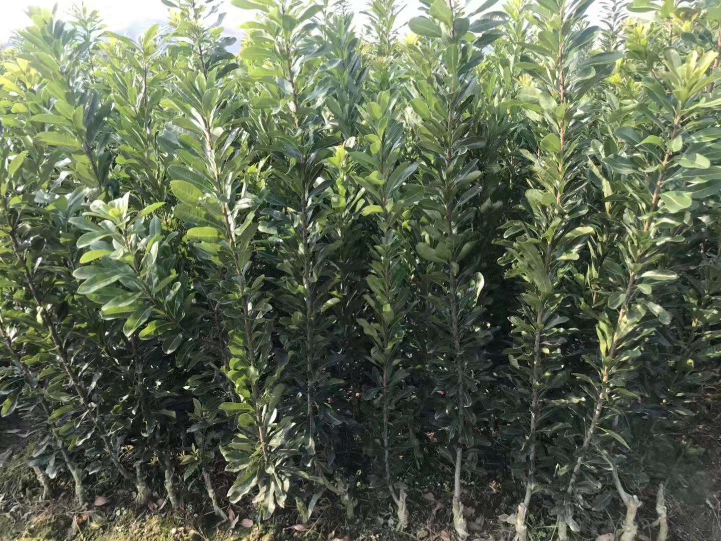 靖州和盈苗木有限公司-靖州縣斷根及移栽楊梅樹(shù)苗、桂花樹(shù)、柚子樹(shù)（黃金貢柚、紅心柚、沙田柚）、黃桃樹(shù)、大五星枇杷樹(shù)、美國(guó)紅楓、紅葉石楠