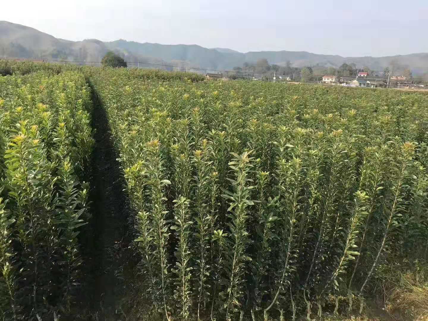 靖州和盈苗木有限公司-靖州縣斷根及移栽楊梅樹(shù)苗、桂花樹(shù)、柚子樹(shù)（黃金貢柚、紅心柚、沙田柚）、黃桃樹(shù)、大五星枇杷樹(shù)、美國(guó)紅楓、紅葉石楠