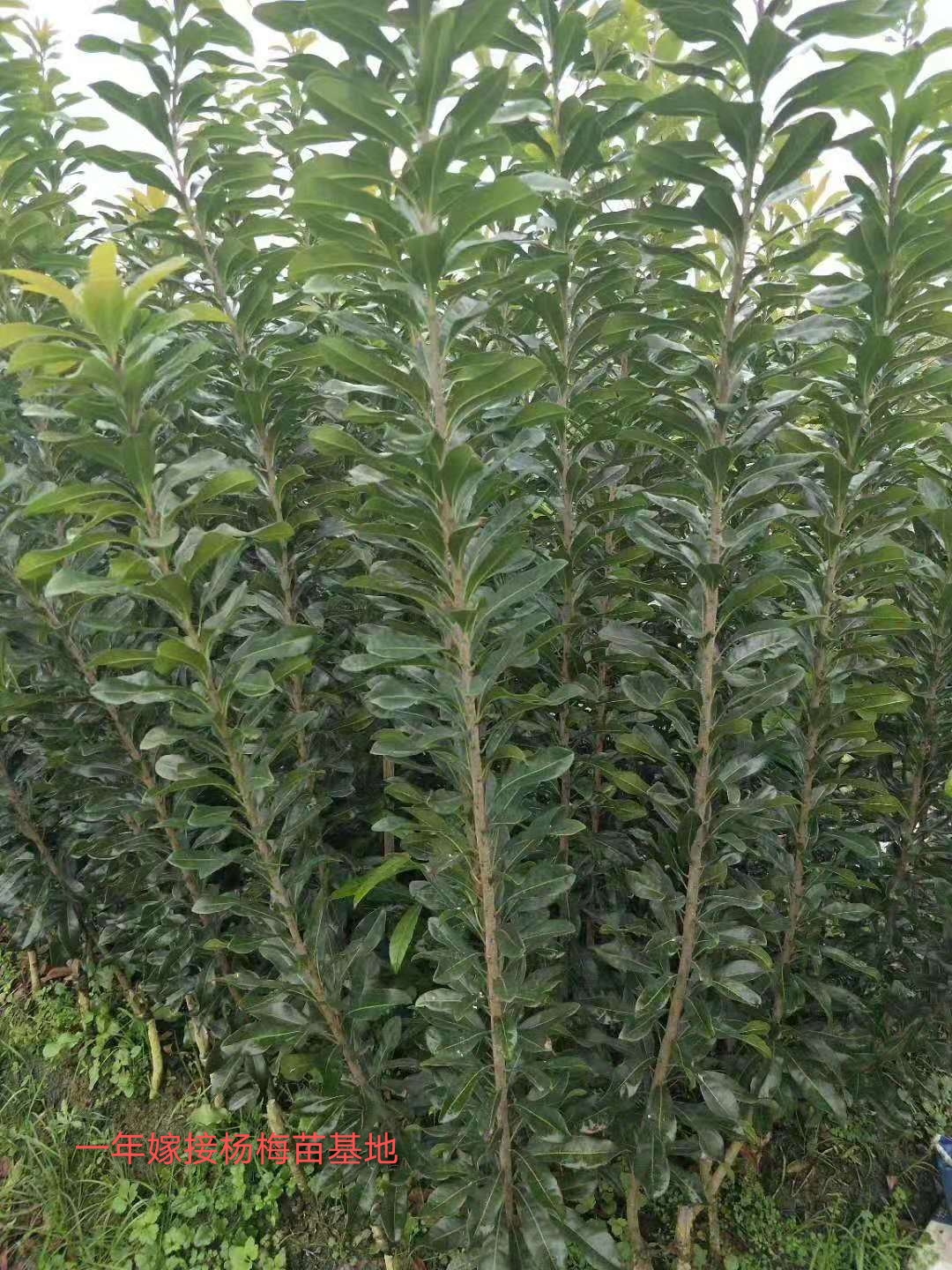 靖州和盈苗木有限公司-靖州縣斷根及移栽楊梅樹(shù)苗、桂花樹(shù)、柚子樹(shù)（黃金貢柚、紅心柚、沙田柚）、黃桃樹(shù)、大五星枇杷樹(shù)、美國(guó)紅楓、紅葉石楠