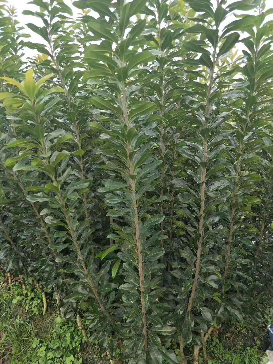 靖州和盈苗木有限公司-靖州縣斷根及移栽楊梅樹(shù)苗、桂花樹(shù)、柚子樹(shù)（黃金貢柚、紅心柚、沙田柚）、黃桃樹(shù)、大五星枇杷樹(shù)、美國(guó)紅楓、紅葉石楠