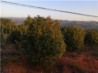 靖州和盈苗木有限公司-靖州縣斷根及移栽楊梅樹(shù)苗、桂花樹(shù)、柚子樹(shù)（黃金貢柚、紅心柚、沙田柚）、黃桃樹(shù)、大五星枇杷樹(shù)、美國(guó)紅楓、紅葉石楠