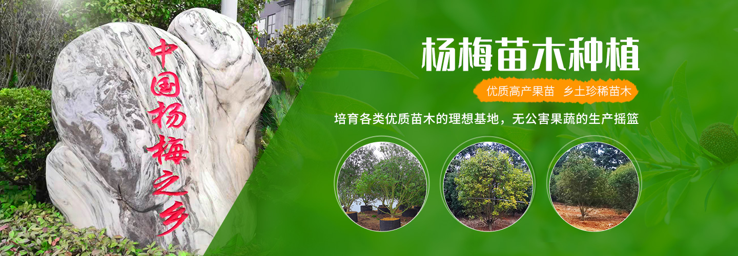 靖州和盈苗木有限公司-靖州縣斷根及移栽楊梅樹(shù)苗、桂花樹(shù)、柚子樹(shù)（黃金貢柚、紅心柚、沙田柚）、黃桃樹(shù)、大五星枇杷樹(shù)、美國紅楓、紅葉石楠、