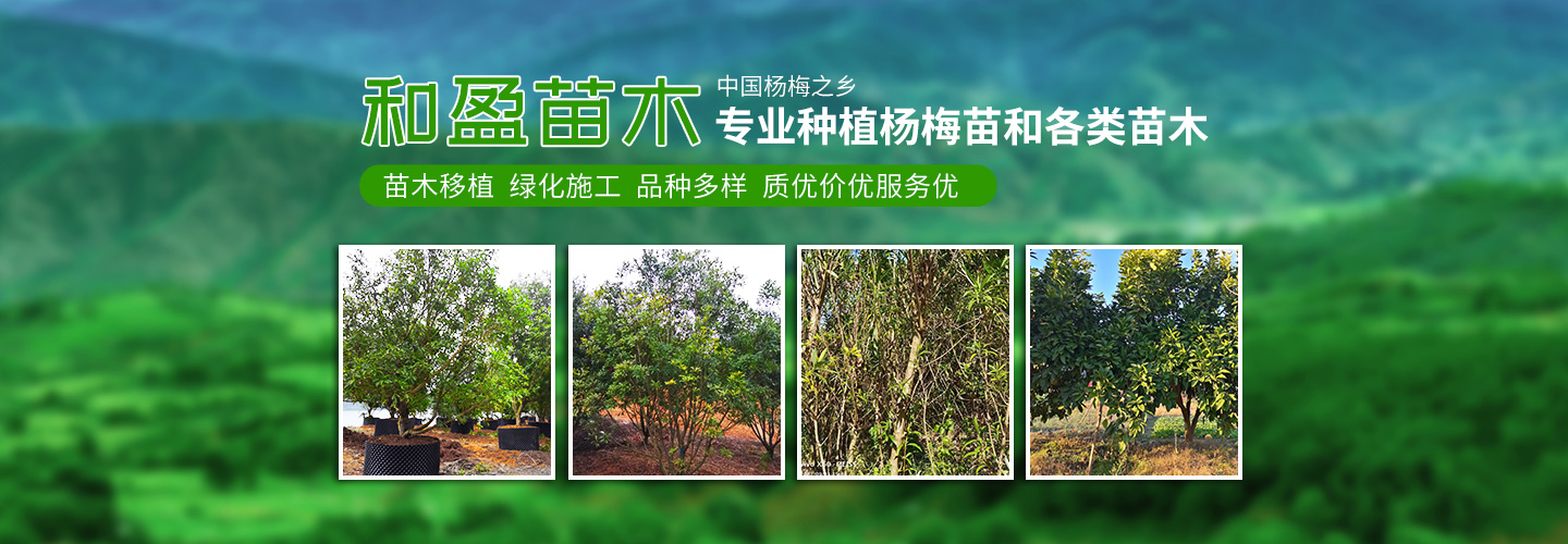 靖州和盈苗木有限公司-靖州縣斷根及移栽楊梅樹(shù)苗、桂花樹(shù)、柚子樹(shù)（黃金貢柚、紅心柚、沙田柚）、黃桃樹(shù)、大五星枇杷樹(shù)、美國紅楓、紅葉石楠、